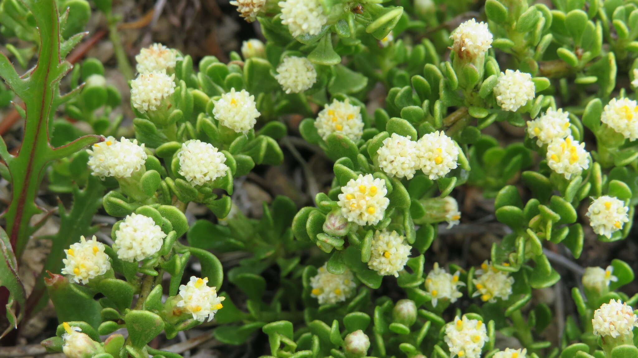 Image of Baccharis magellanica (Lam.) Pers.