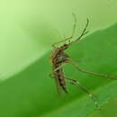 Sivun Aedes canadensis (Theobald 1901) kuva