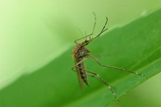 Imagem de Aedes canadensis (Theobald 1901)