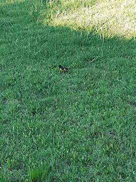 Image of Yellow-rumped Siskin