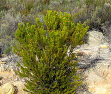 صورة Leucadendron teretifolium (Andrews) I. Williams