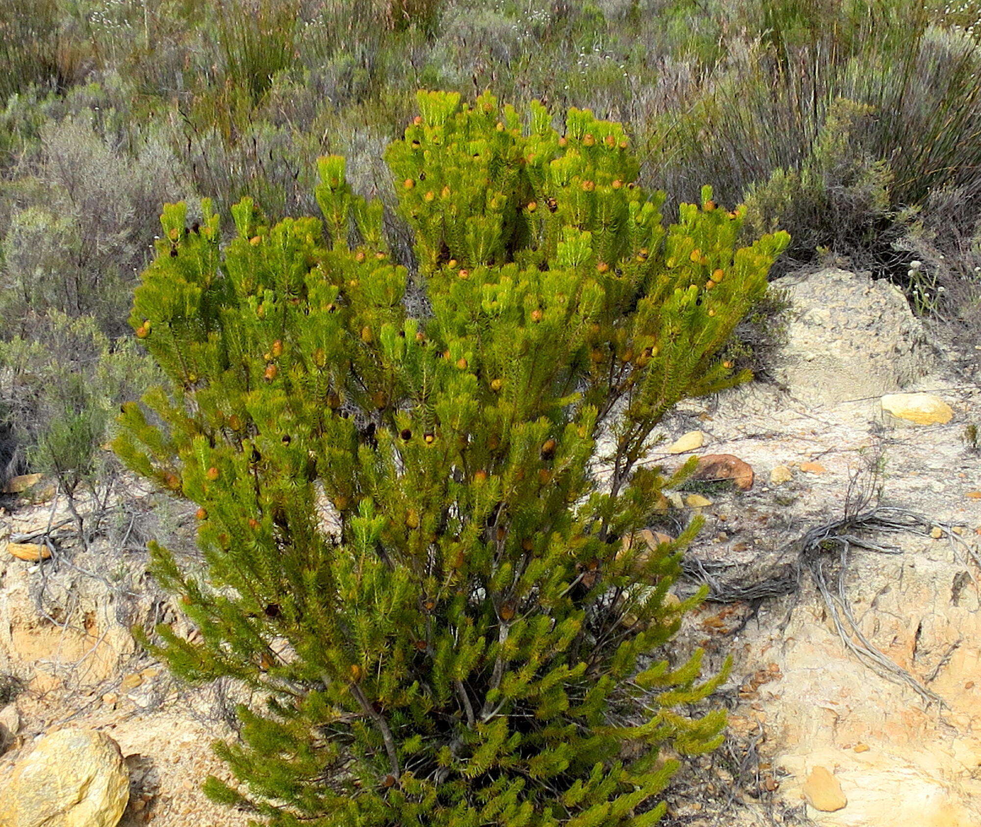 Image of Leucadendron teretifolium (Andrews) I. Williams