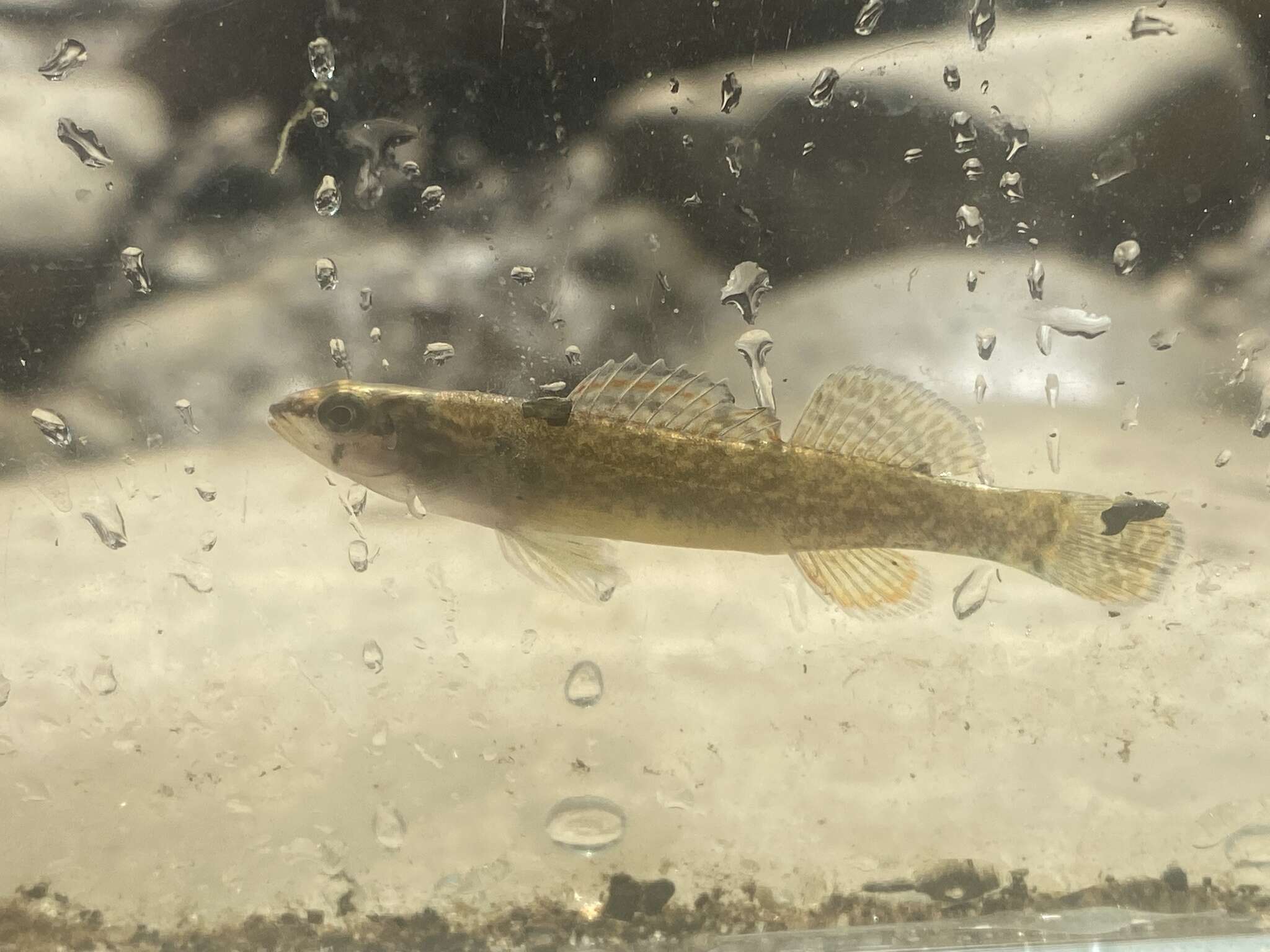 Image of Redfin Darter