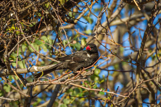 Слика од Bubalornis niger niger Smith & A 1836