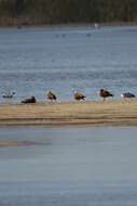 Image of Cape Shelduck