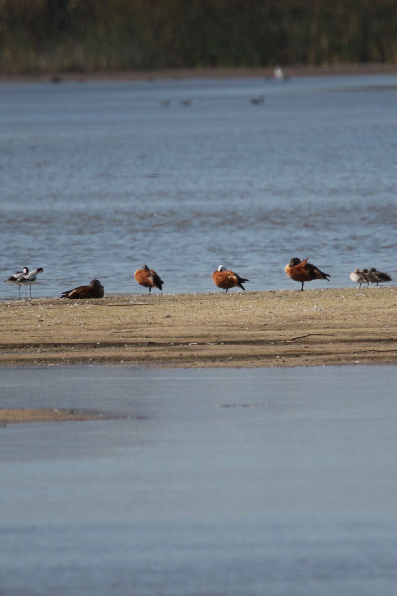 Image of Cape Shelduck