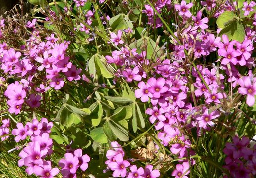 Image of Pink Sorrel