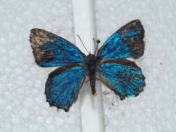 Image of satin azure