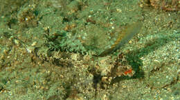 Image of Orange and black dragonet