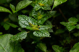 Image of Pilea tetraphylla (Steud.) Bl.