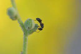 Image of Camponotus piceus (Leach 1825)