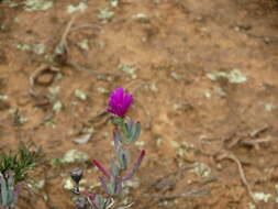 Image of Lampranthus stayneri (L. Bol.) N. E. Br.