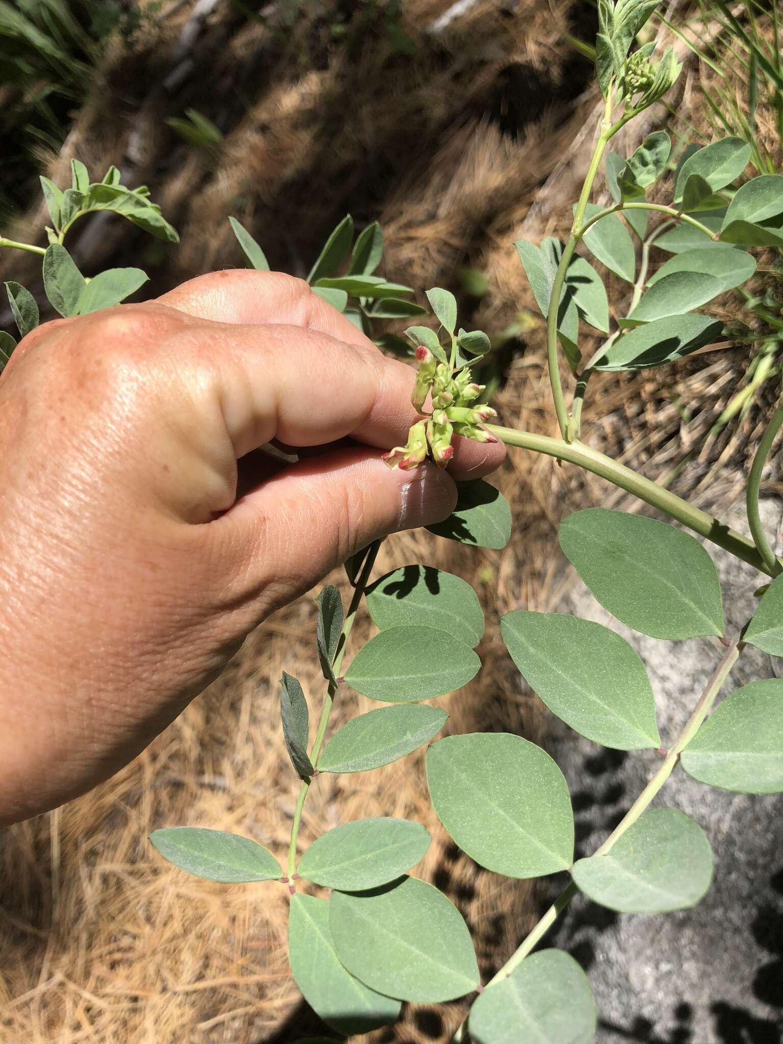 Image of big deervetch