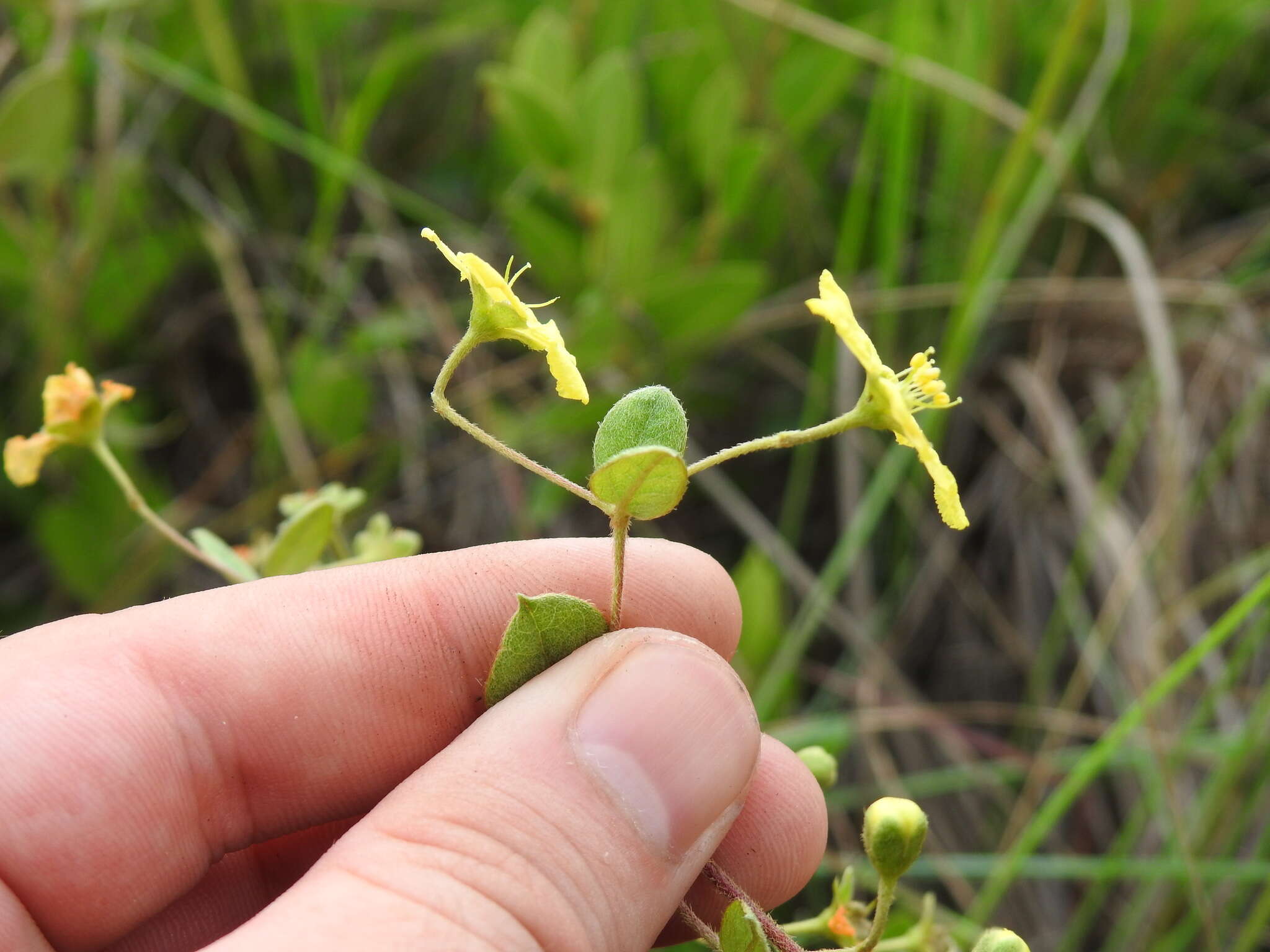 صورة Sphedamnocarpus galphimiifolius (Juss.) Szyszyl.