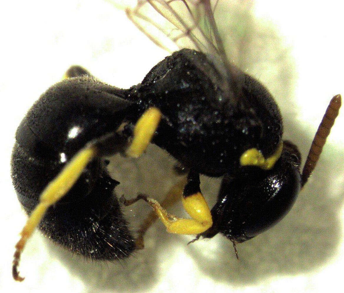 Plancia ëd Hylaeus euxanthus (Cockerell 1910)