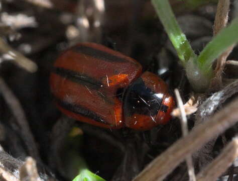 Image of Red Turnip Beetle