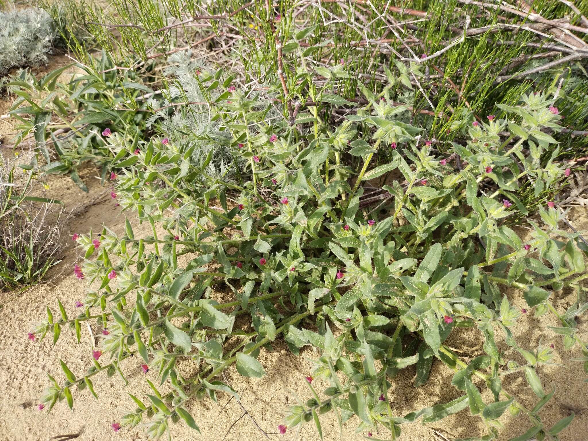 Image of rose monkswort