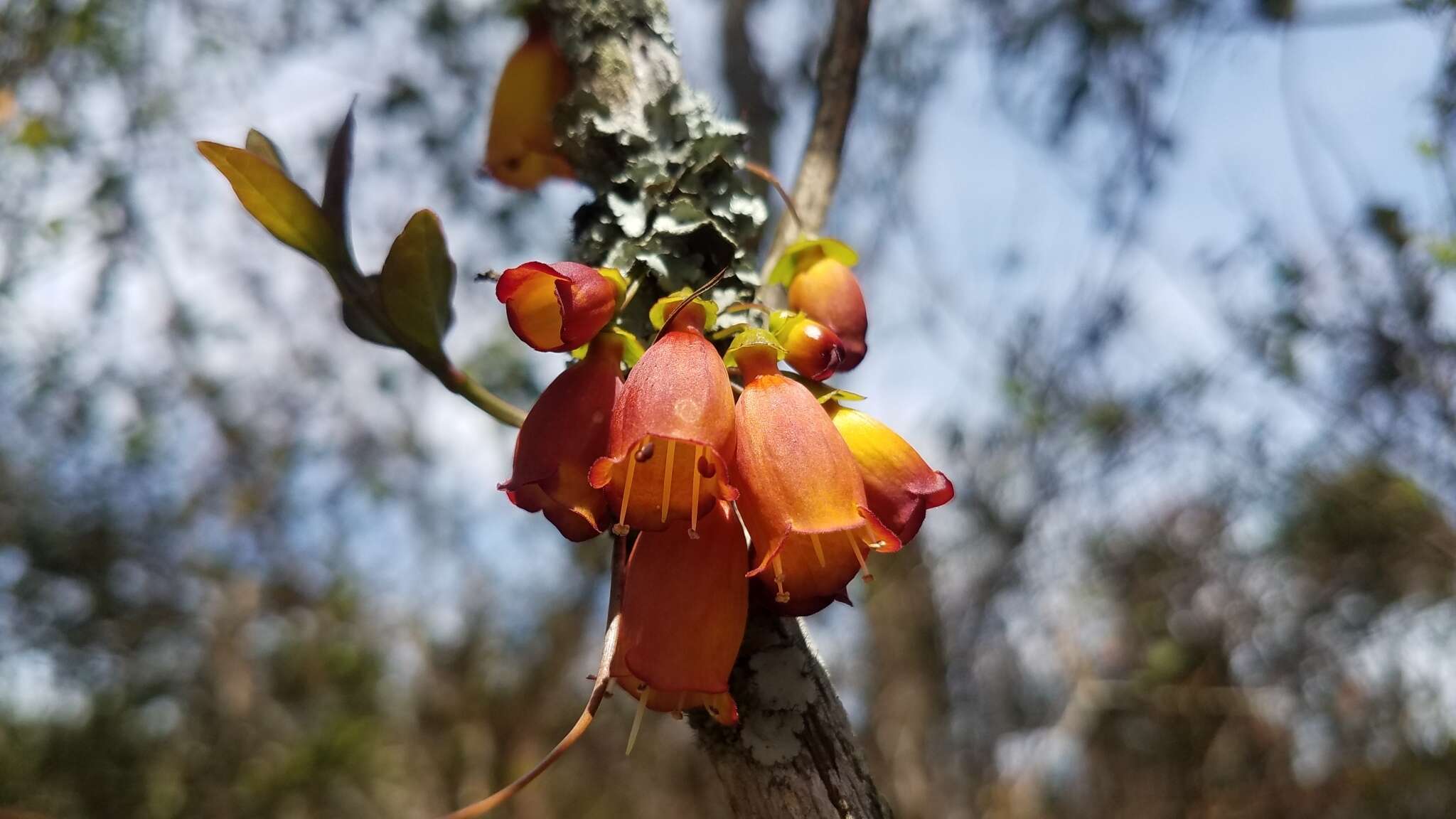 Image of Halleria ligustrifolia Baker