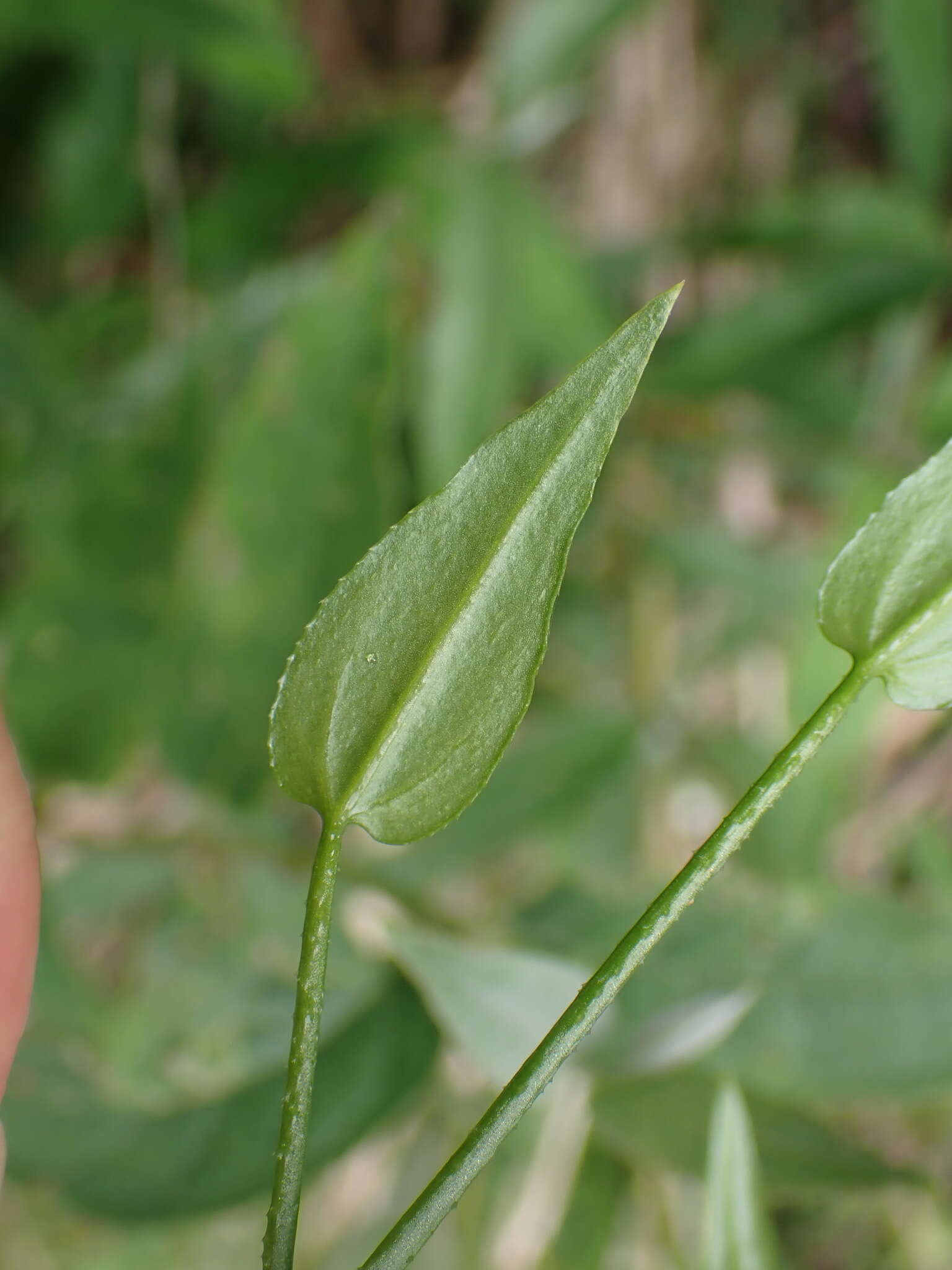 Image of Rubia linii J. M. Chao