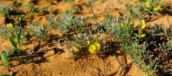 Image of <i>Calobota lotononoides</i>