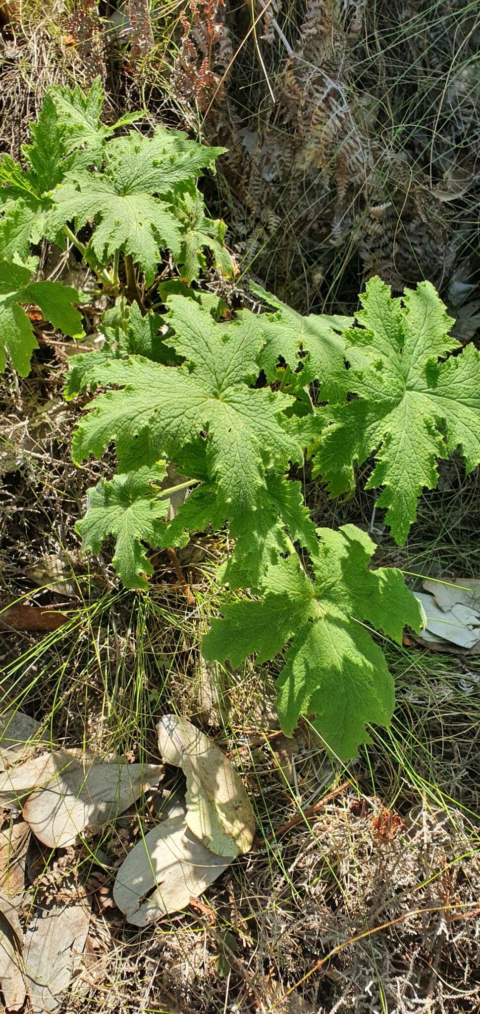 Image of Pelargonium hispidum (L. fil.) Willd.