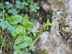 صورة Pinguicula mundi G. Blanca, M. Jamilena, M. Ruiz-Rejan & R. Zamora