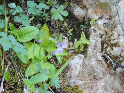 Image of Pinguicula mundi G. Blanca, M. Jamilena, M. Ruiz-Rejan & R. Zamora