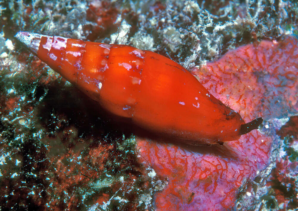 Image of Protoelongata rubrotaeniata (Herrmann, Stossier & R. Salisbury 2014)