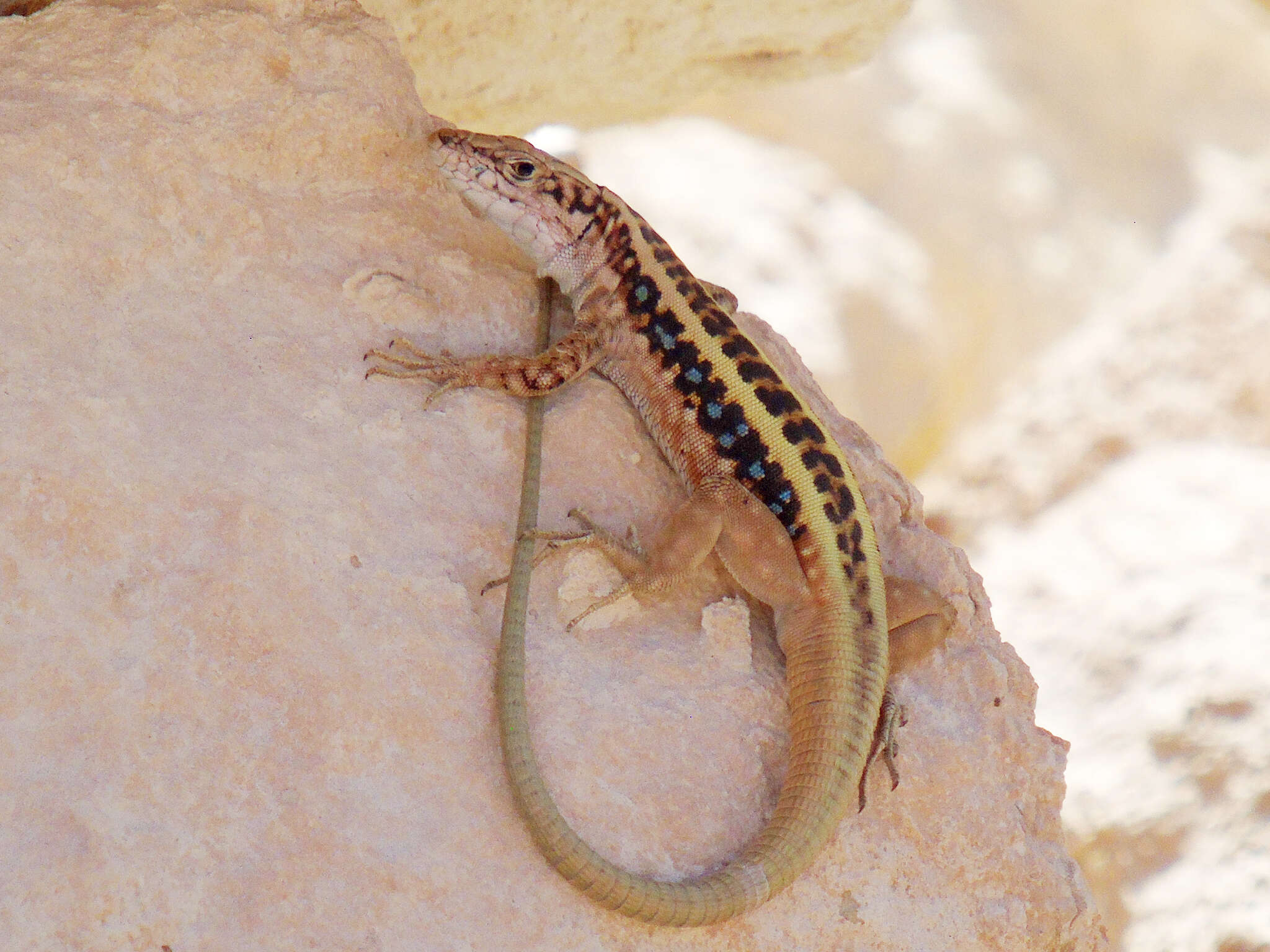 Image of Anatolian Lizard