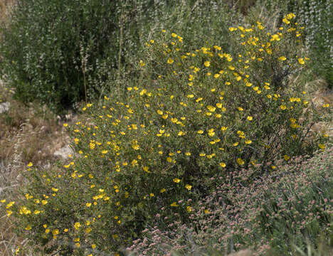 Image of tree poppy