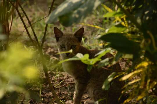 Image de Chat de jungle