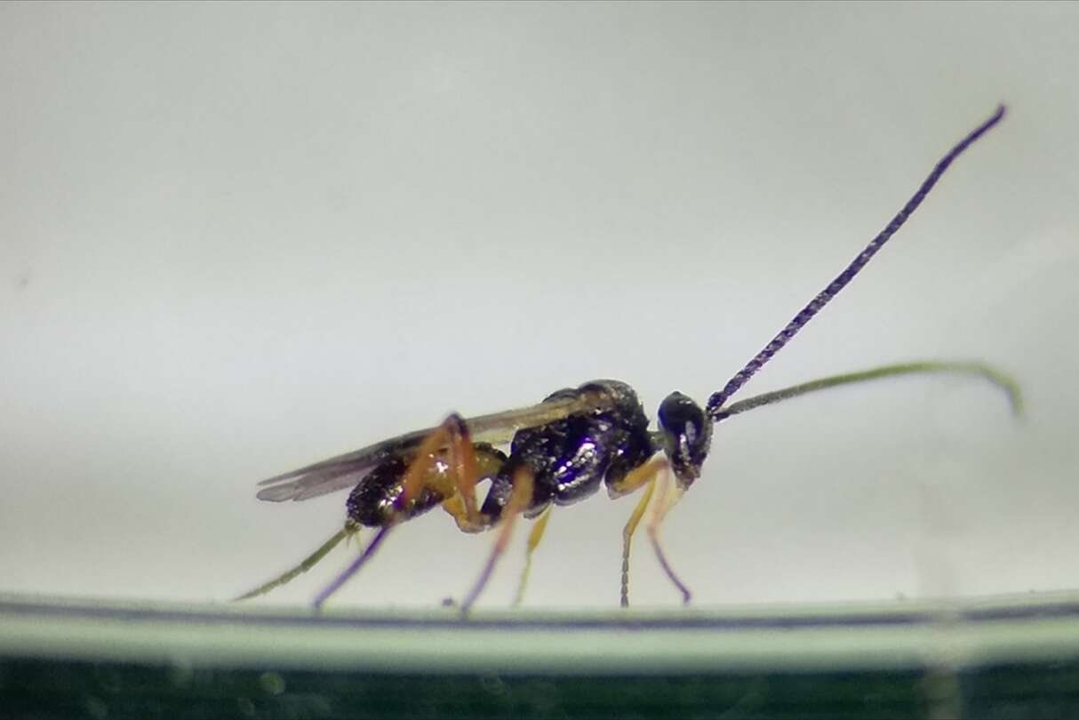 Image of Parasitoid wasp