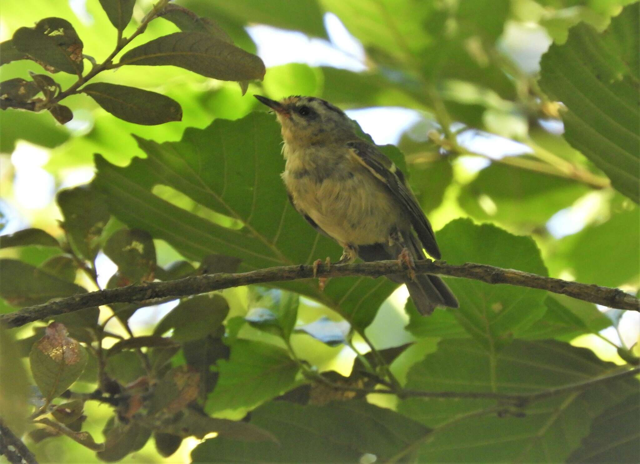 Regulus ignicapilla ignicapilla (Temminck 1820) resmi