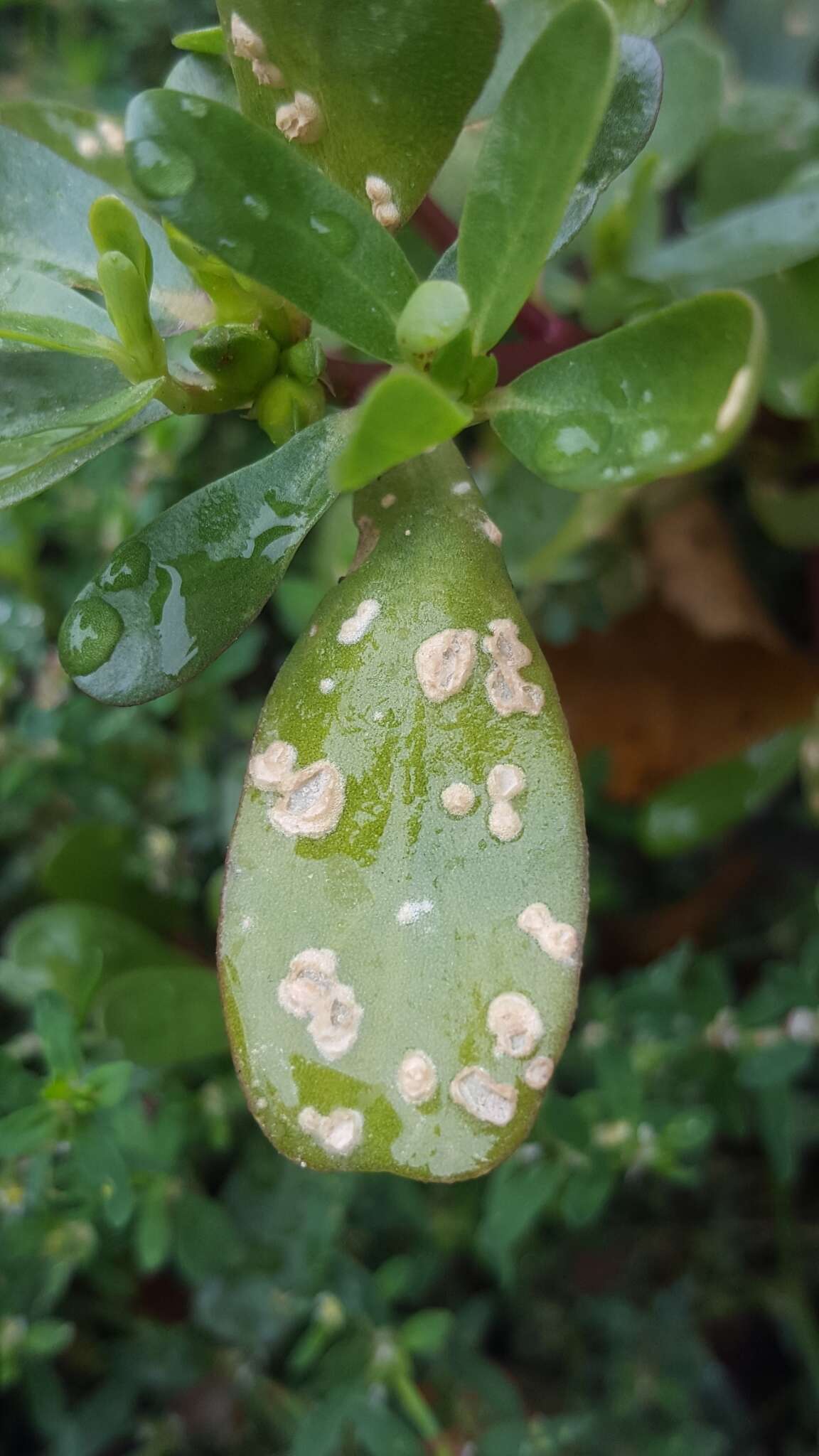 Image of Wilsoniana portulacae