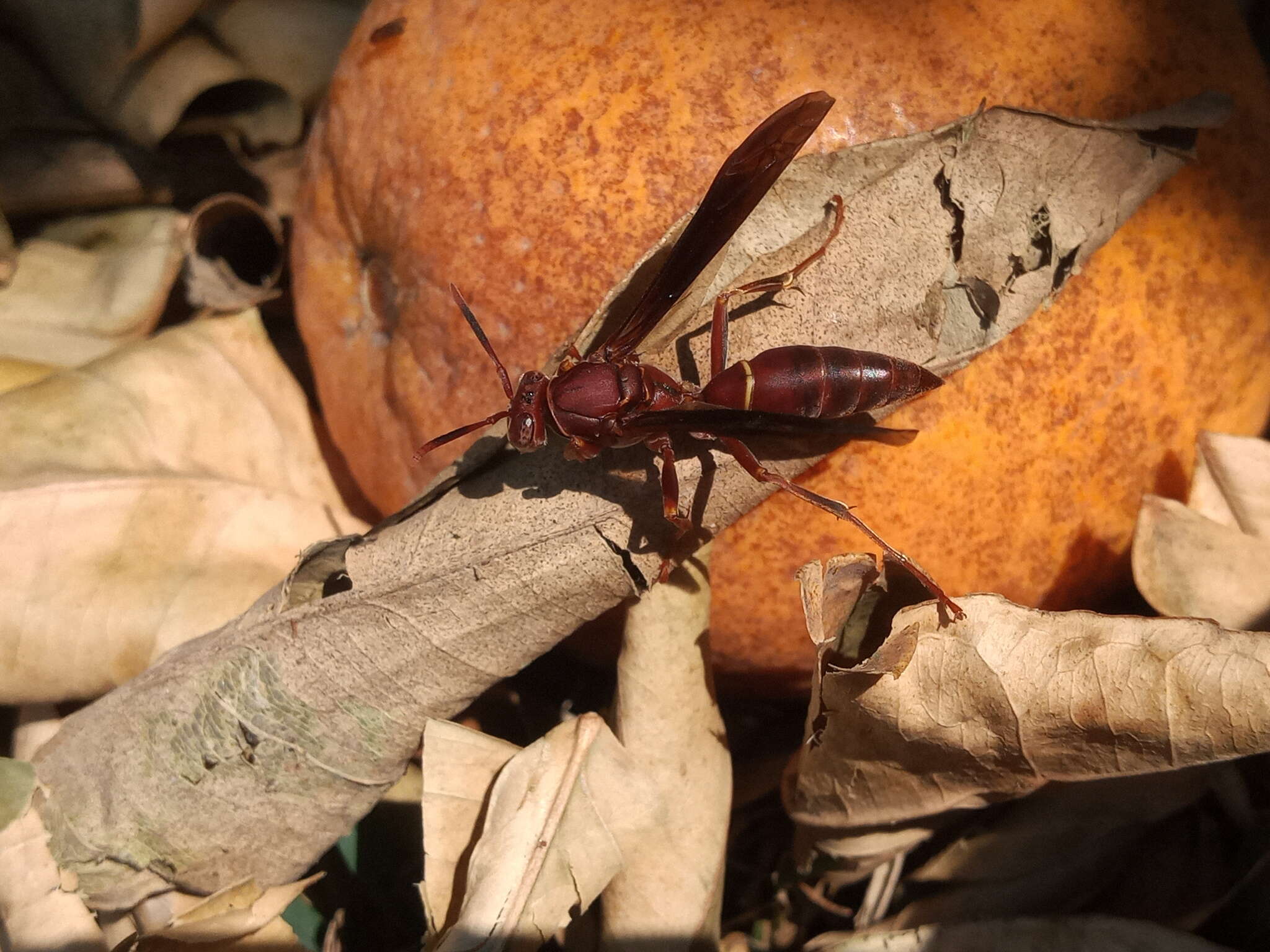 Image of Polistes veracrucis Richards 1978