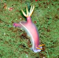 Image of White edge purple slug