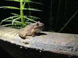 Plancia ëd Litoria inermis (Peters 1867)