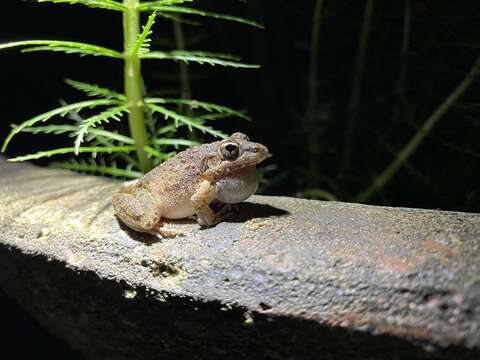 Imagem de Litoria inermis (Peters 1867)