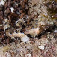 Image of Baird’s Dragonet