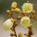 Manniophyton fulvum Müll. Arg.的圖片