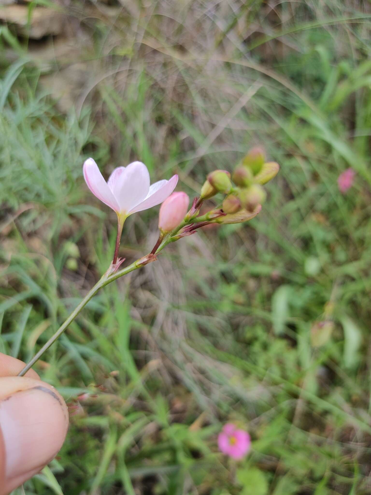 Image of Ixia longituba N. E. Br.