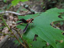 Image of Ash/Lilac Borers