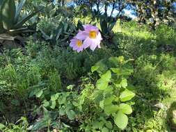 Image of Dahlia neglecta Saar