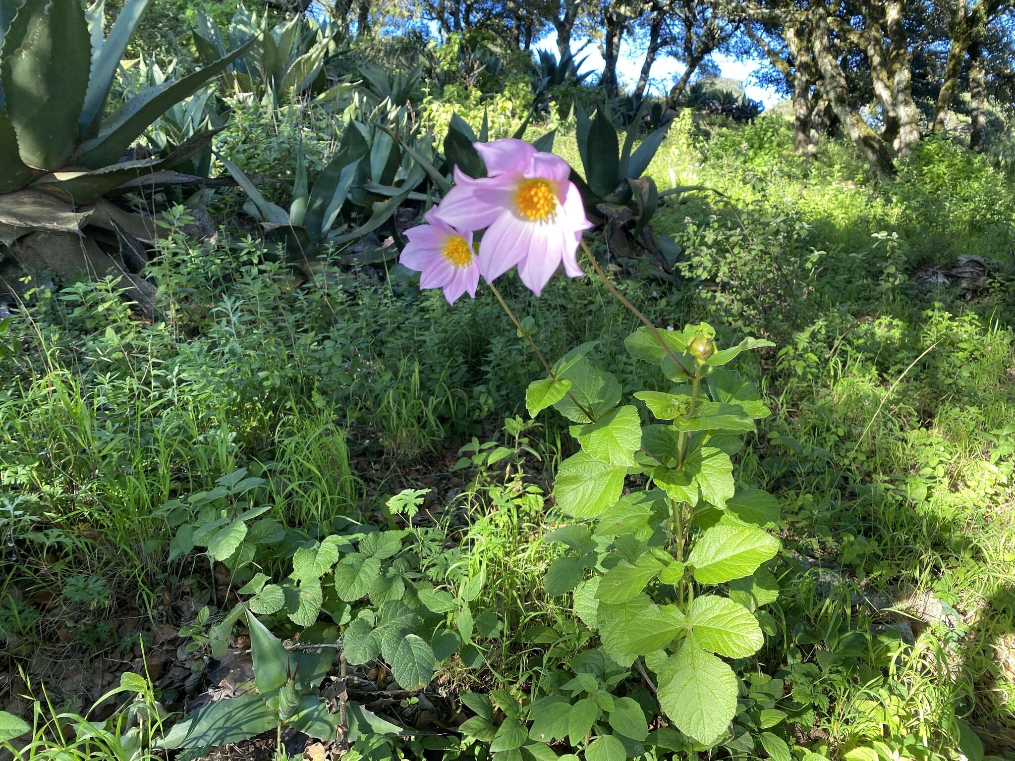 Image of Dahlia neglecta Saar