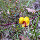 Plancia ëd Bossiaea cordigera Hook. fil.