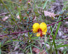 Image of Bossiaea cordigera Hook. fil.