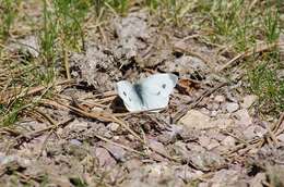 Image of Southern Small White