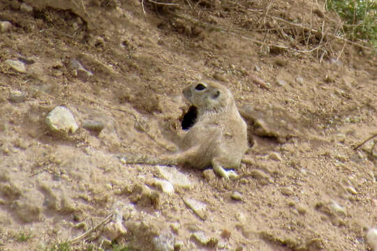 Sivun Xerospermophilus Merriam 1892 kuva