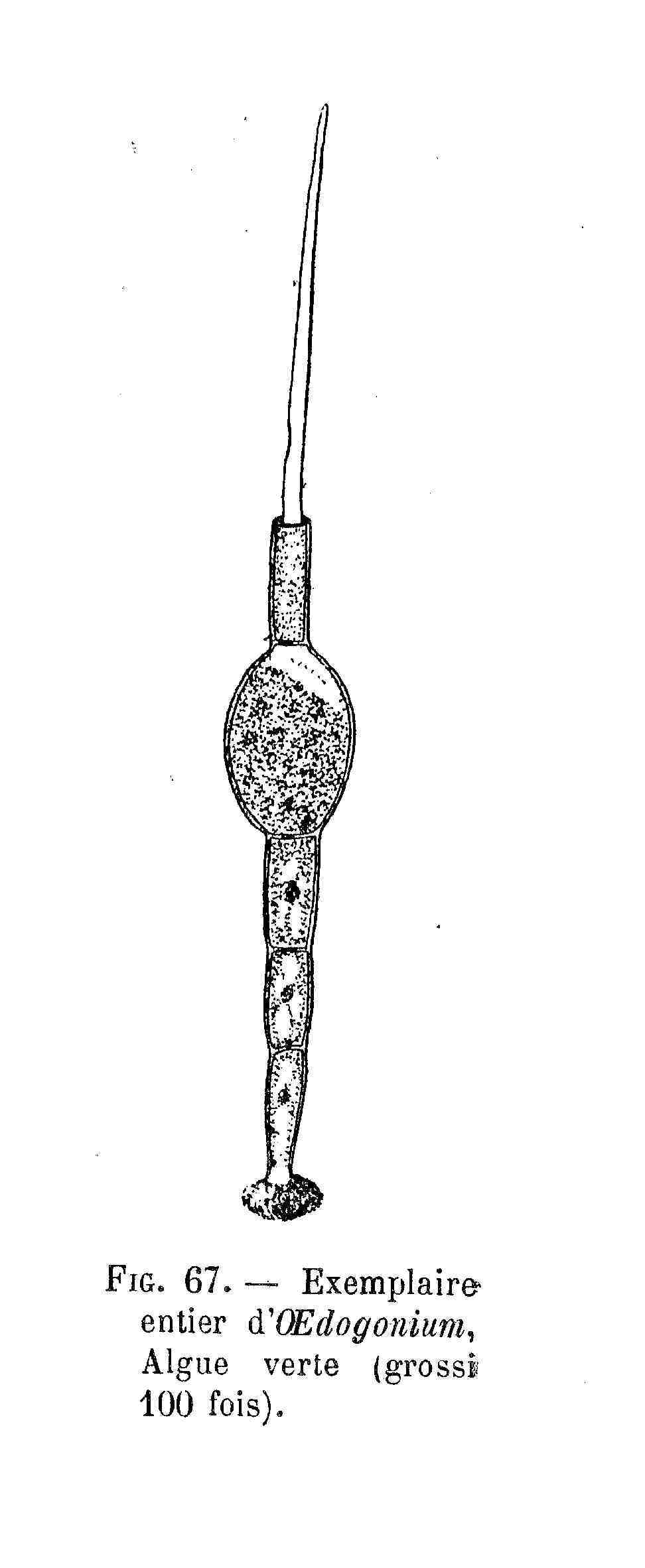 Image of Oedogonium