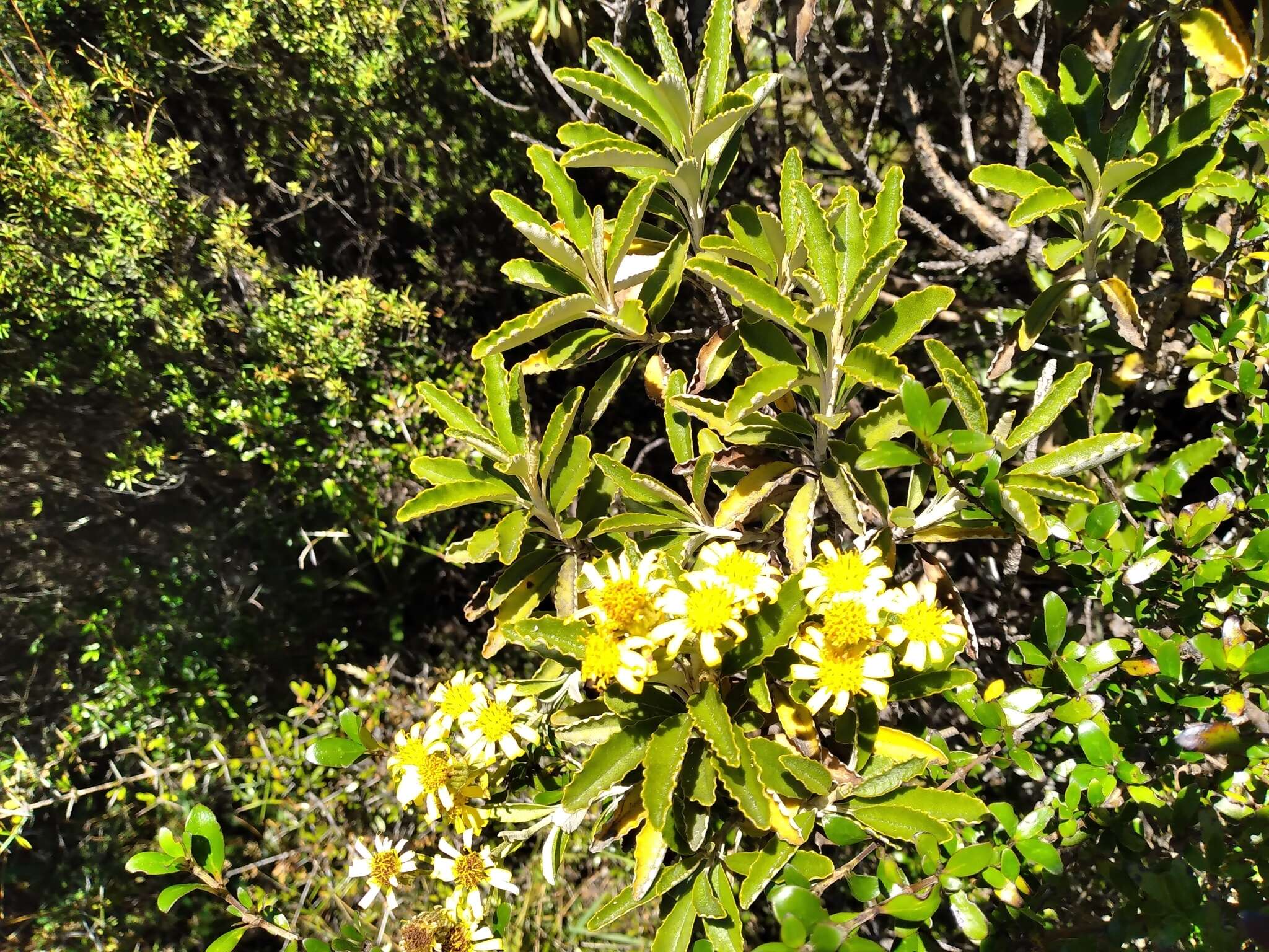 Image of Monro's Ragwort